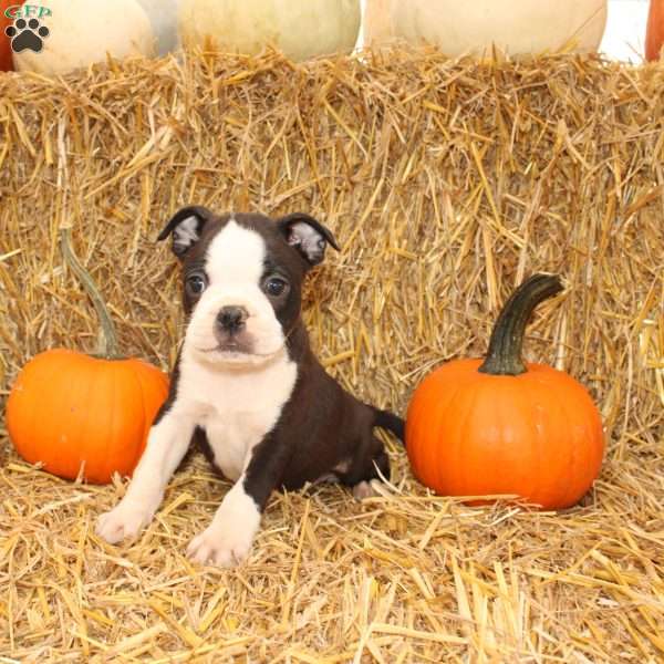 Jakey, Boston Terrier Puppy